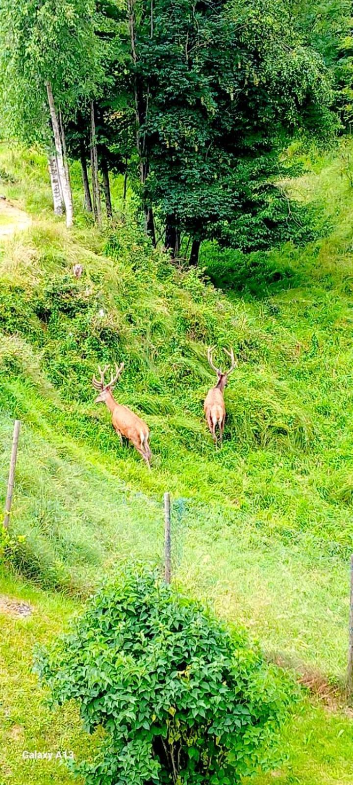 Апартаменти Cascina Del Galin Ланцо-д'Інтельві Екстер'єр фото
